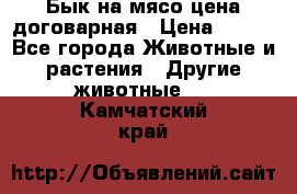 Бык на мясо цена договарная › Цена ­ 300 - Все города Животные и растения » Другие животные   . Камчатский край